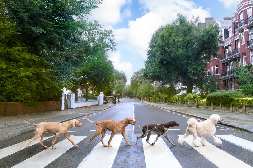 Photography by Gray Malin of Abbey Road, London