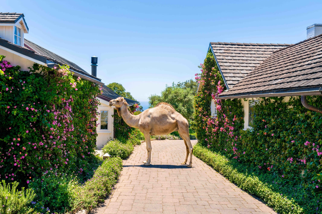 Photography by Gray Malin of Afternoon Stroll, San Ysidro Ranch