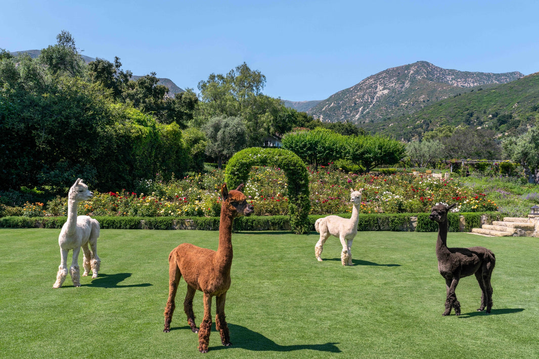 Photography by Gray Malin of Alpacas on the Lawn, San Ysidro Ranch