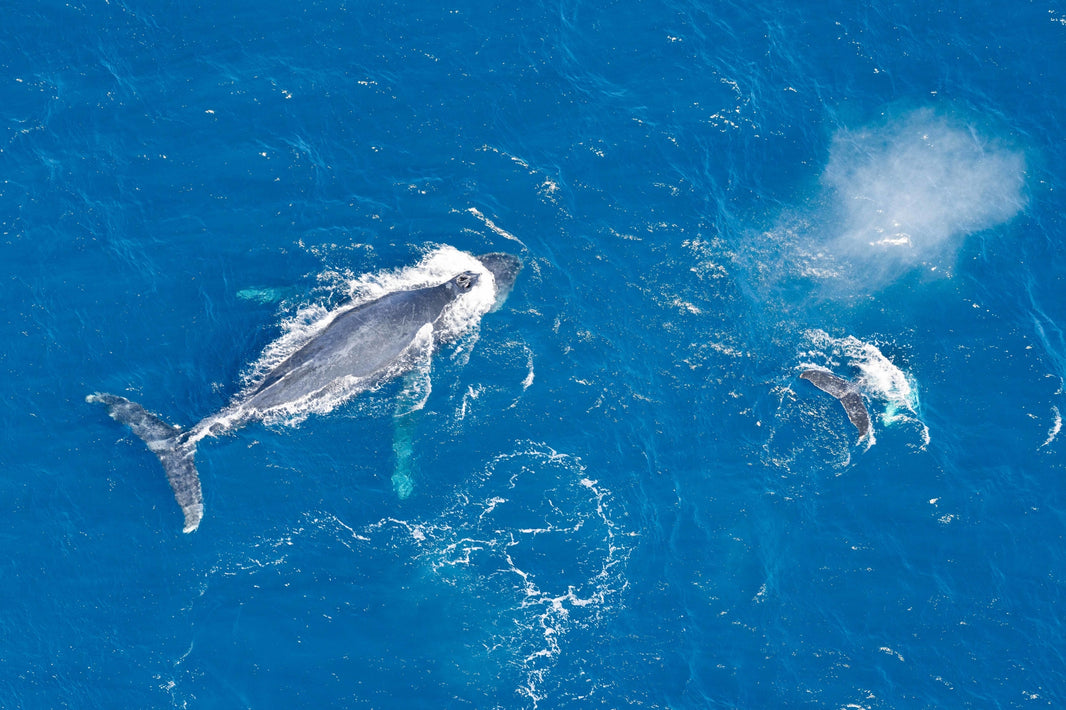Photography by Gray Malin of Baja Whales, Cabo San Lucas