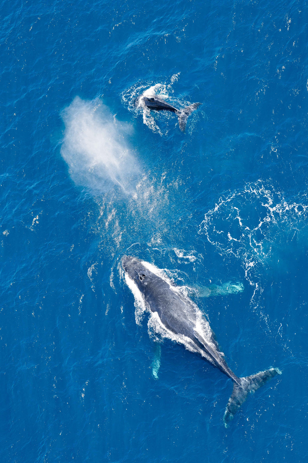 Photography by Gray Malin of Baja Whales Vertical, Cabo San Lucas