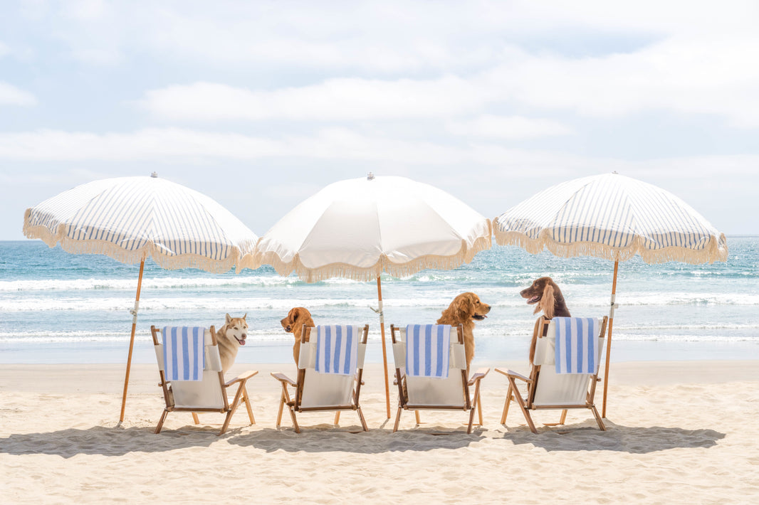 Photography by Gray Malin of Beach Day Pups, San Diego