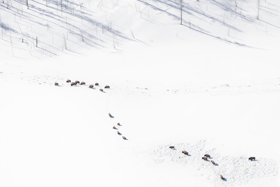 Photography by Gray Malin of Bison in the Snow, Yellowstone National Park