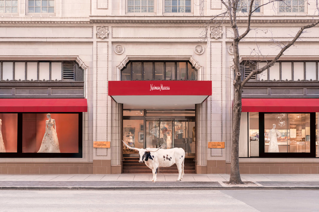 Photography by Gray Malin of Black and White Longhorn, Neiman Marcus, Downtown Dallas
