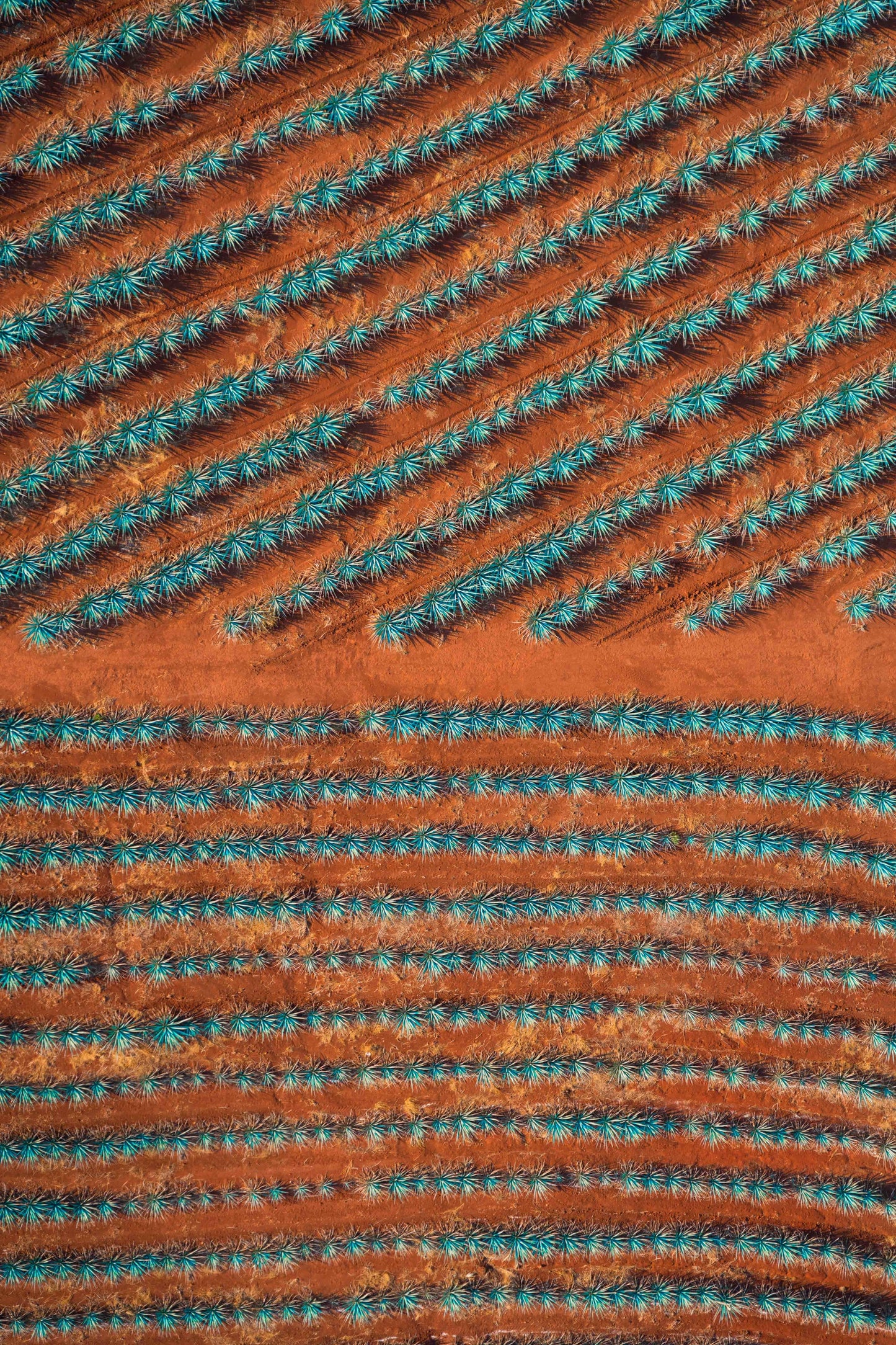 Blue Agave Divide, Tequila Don Julio, Mexico