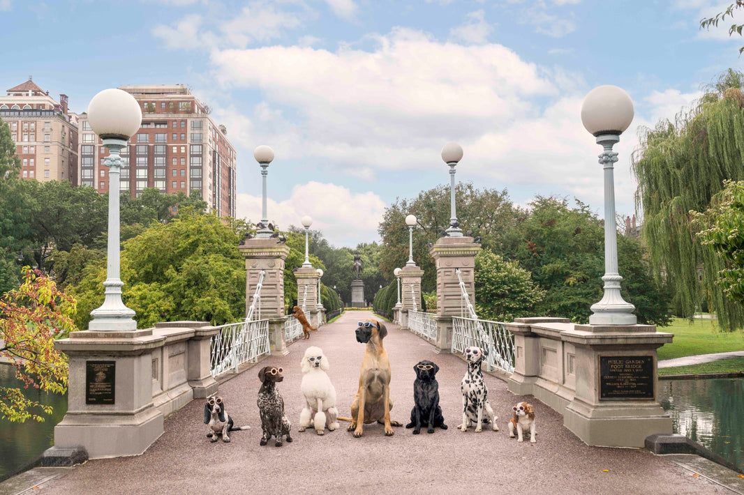Photography by Gray Malin of Boston Public Garden Stroll