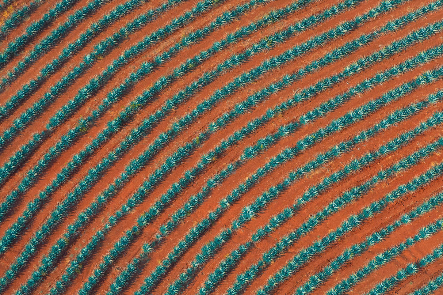 Curved Agave Fields, Tequila Don Julio, Mexico