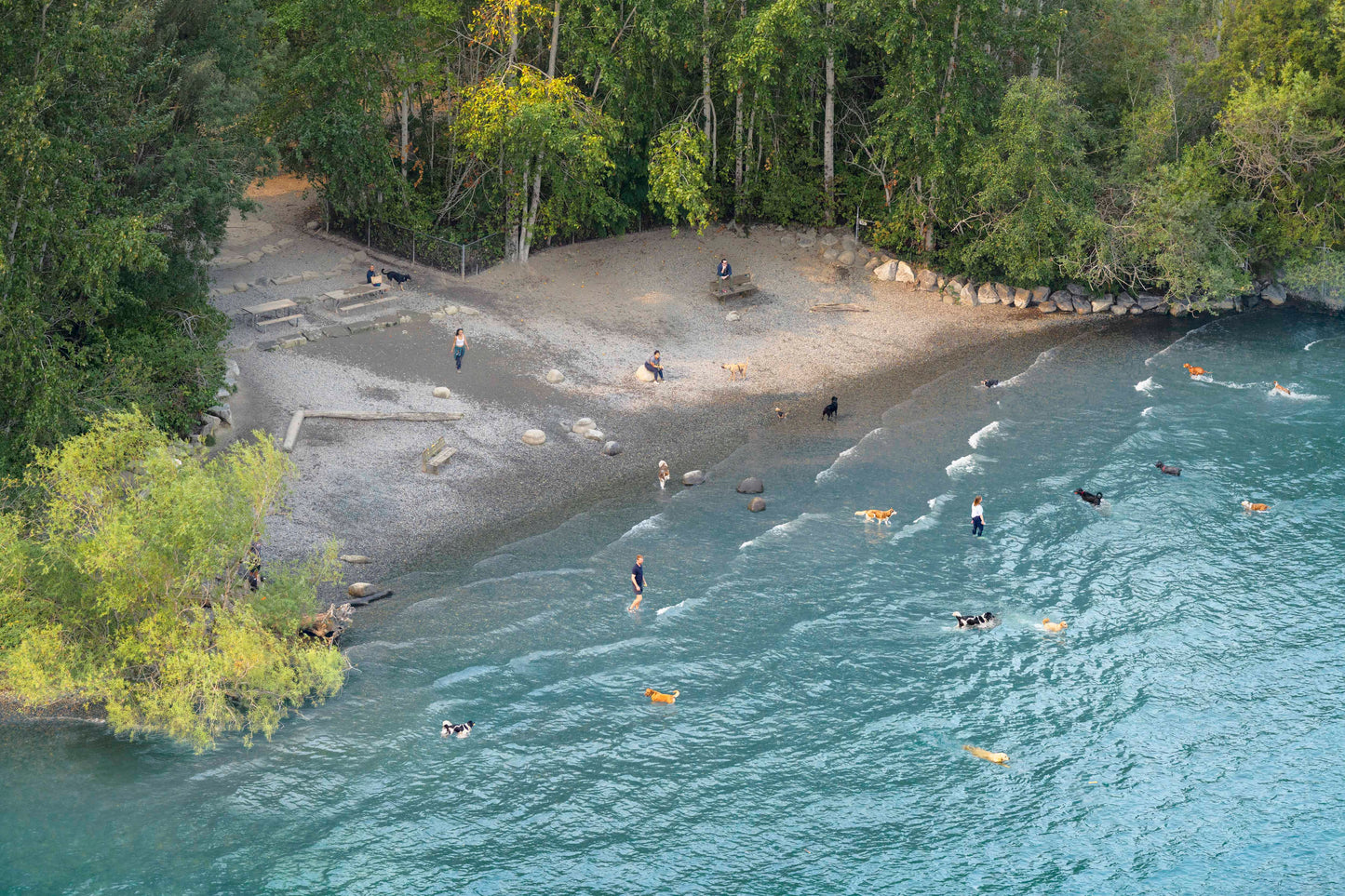 Dog Beach, Lake Washington, Seattle