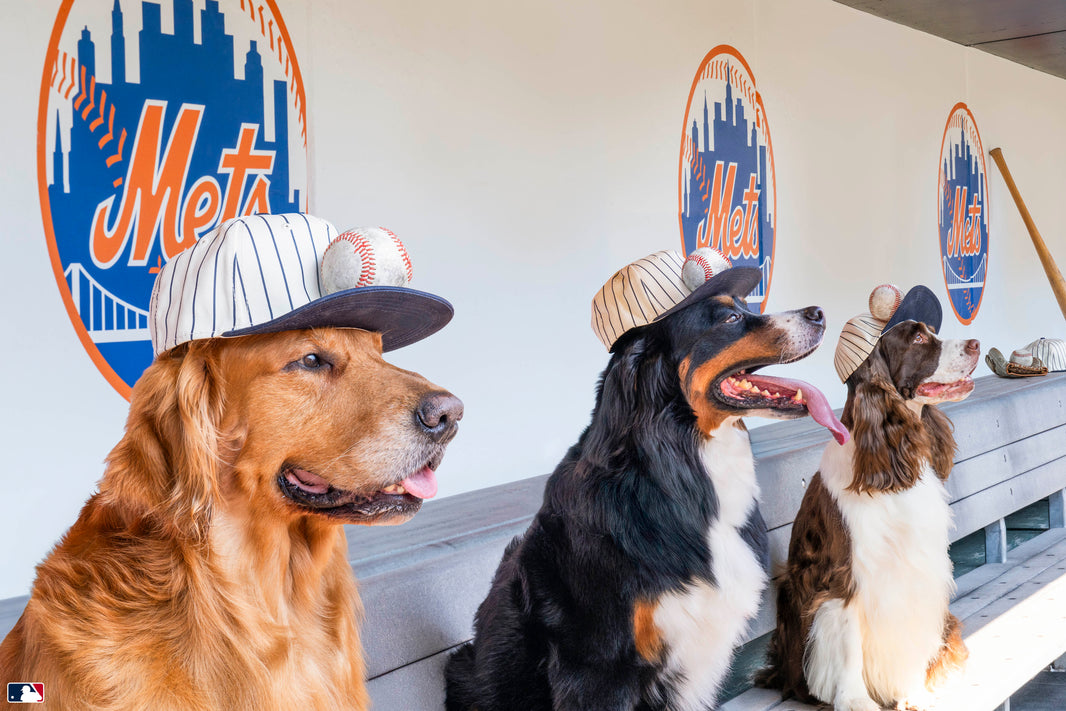 Photography by Gray Malin of Dogs in the Dugout