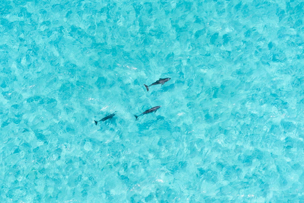 Photography by Gray Malin of Dolphin Swim, Abaco, Bahamas