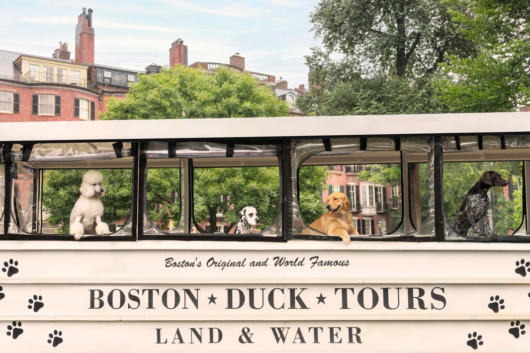 Photography by Gray Malin of Duck Boat Tour, Boston