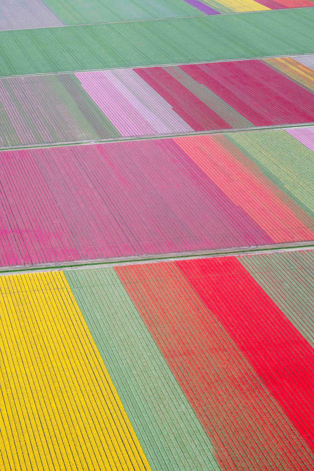 Photography by Gray Malin of Dutch Tulip Fields, Netherlands