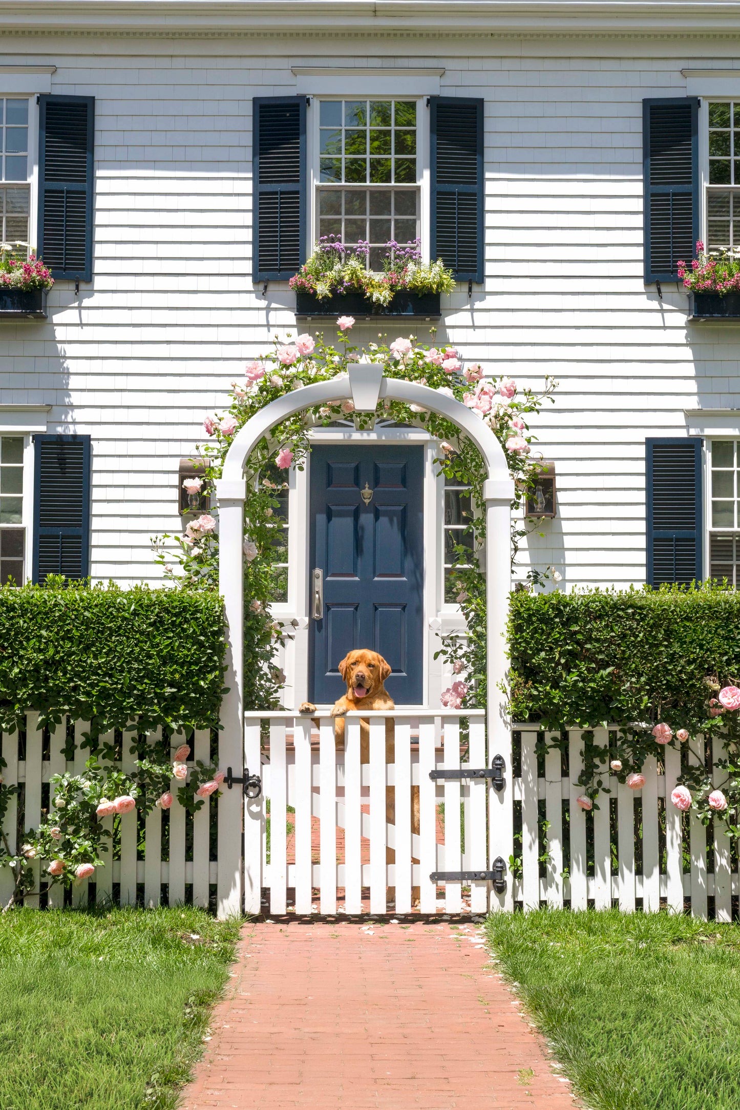 Edgartown Pup, Martha’s Vineyard