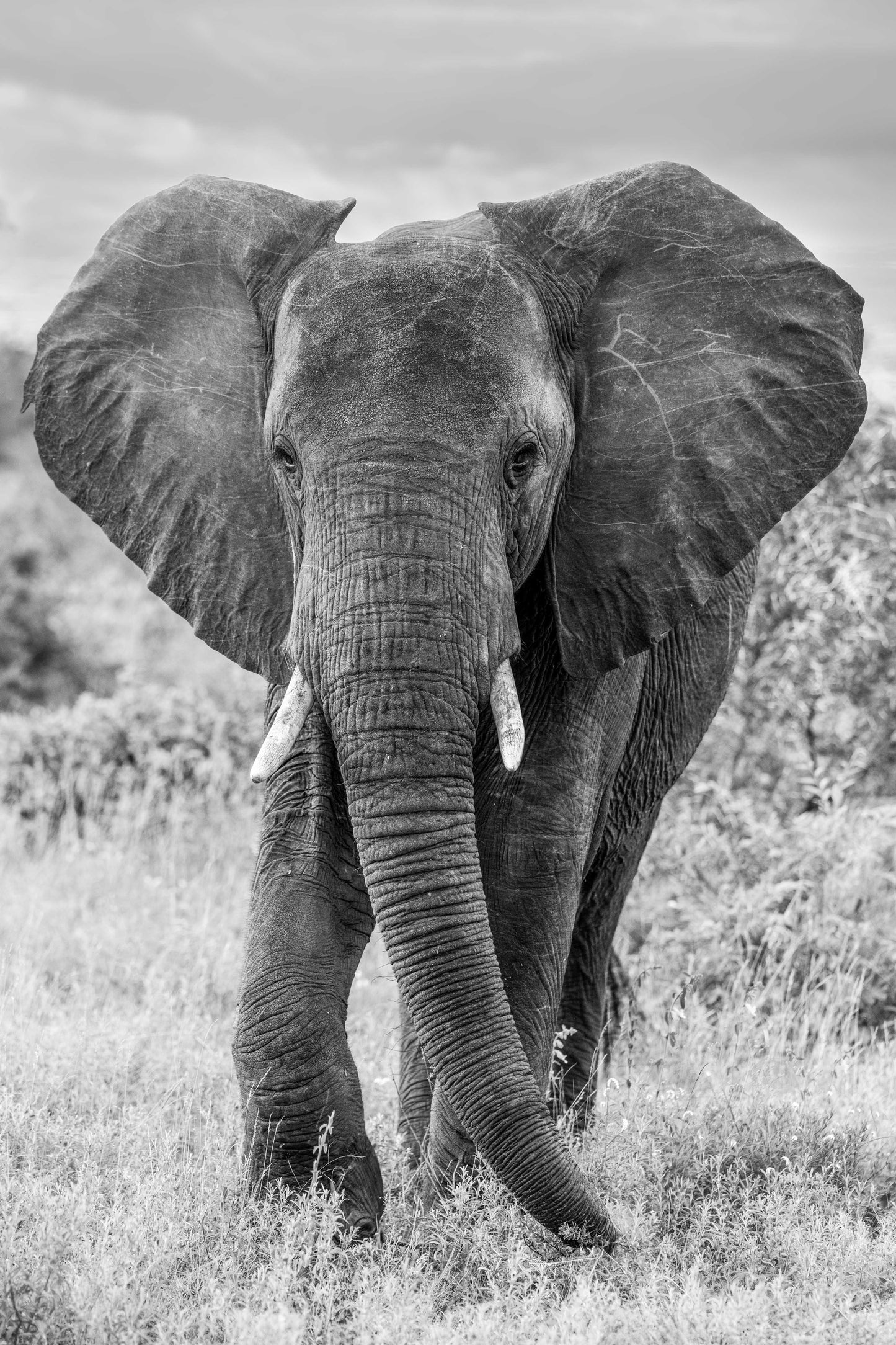 Elephant Stroll (Black and White), South Africa