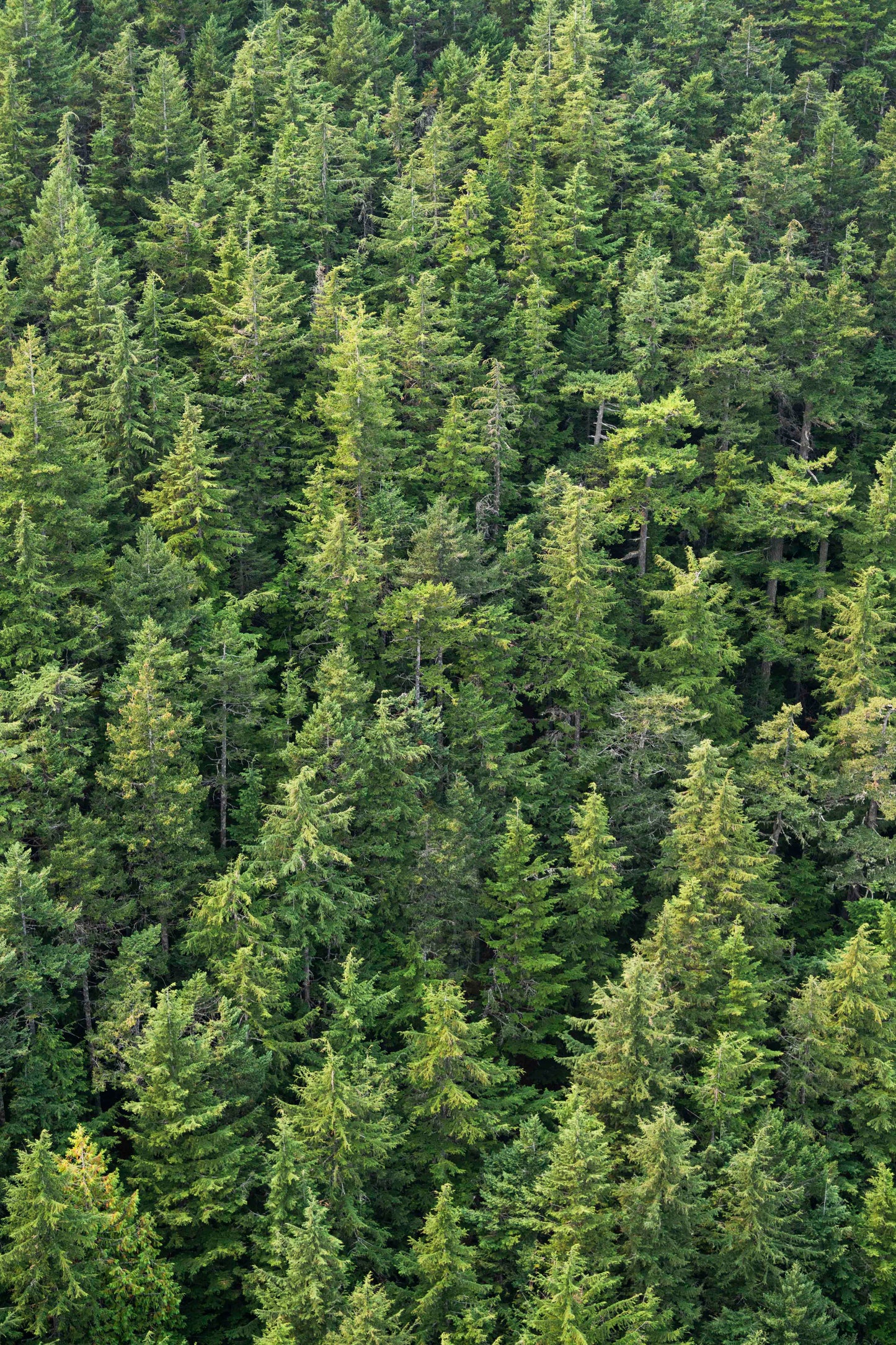 Evergreen Triptych, Seattle