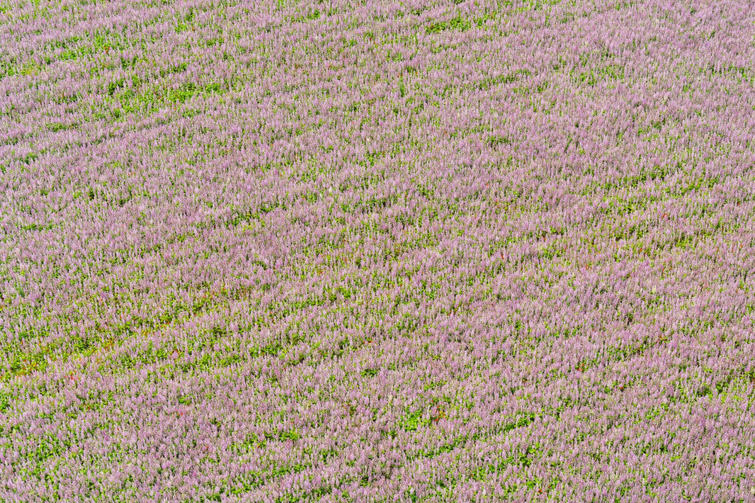 Photography by Gray Malin of Fields of Lavender, Provence