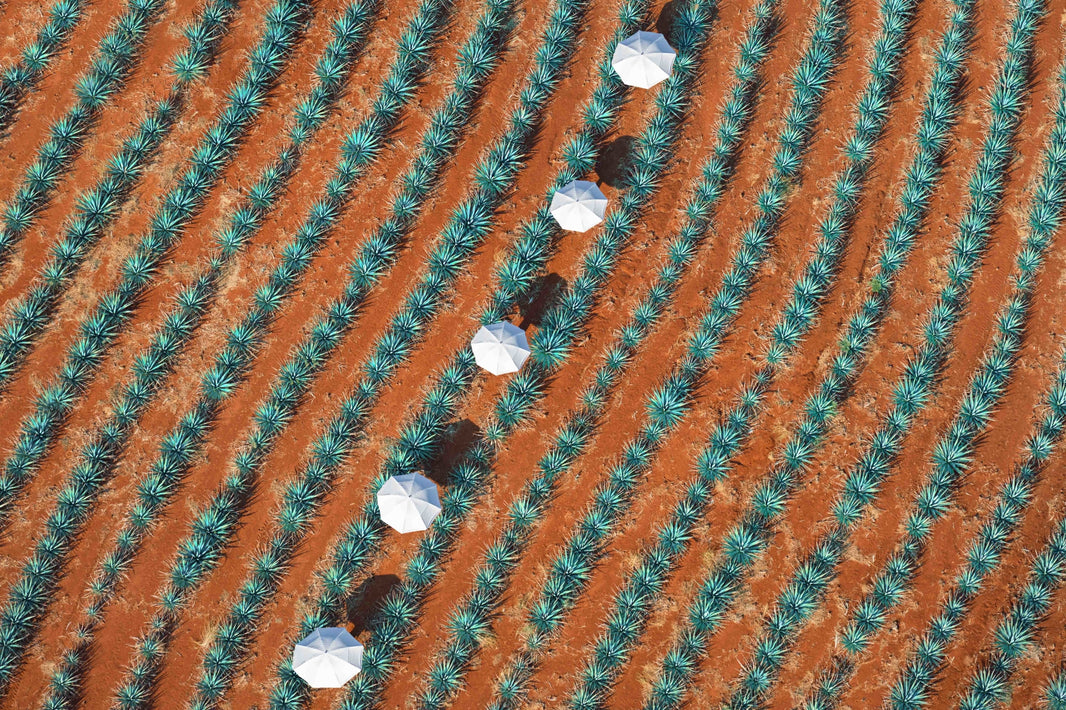 Photography by Gray Malin of Five Umbrellas, Tequila Don Julio, Mexico