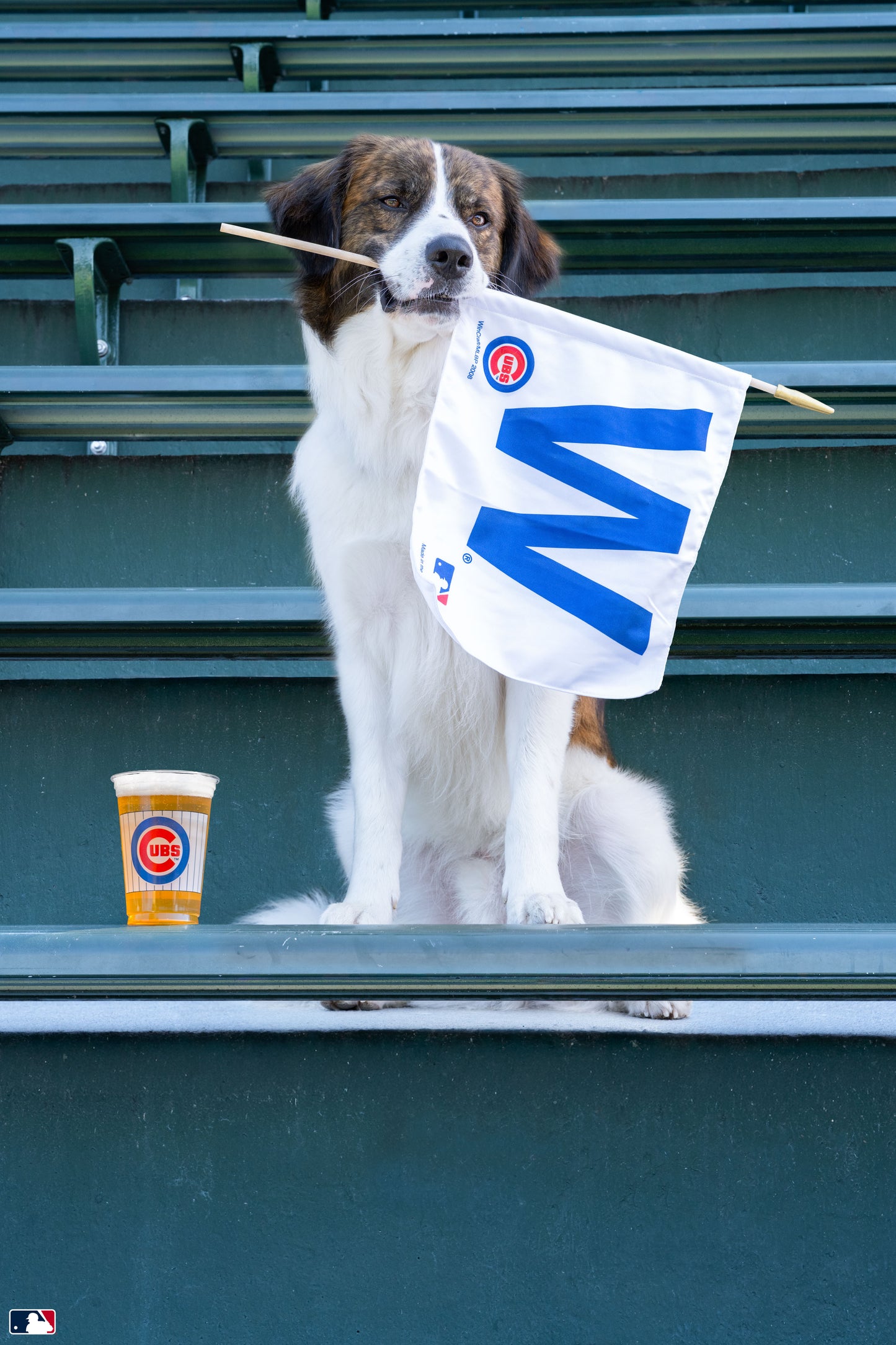 Fly the W, Wrigley Field, Chicago
