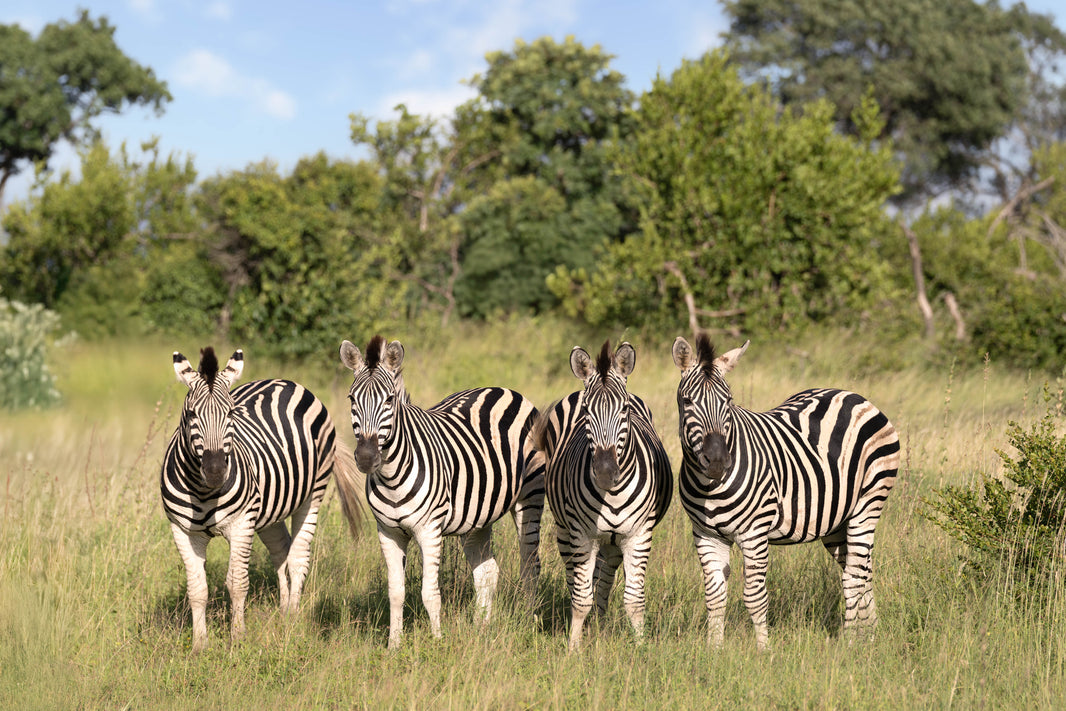 Four Zebra, South Africa by Gray Malin