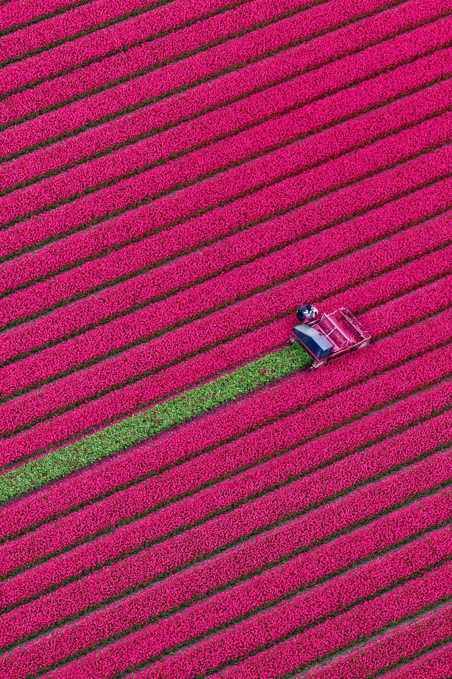 Fresh Harvest, Dutch Tulip Fields, Netherlands
