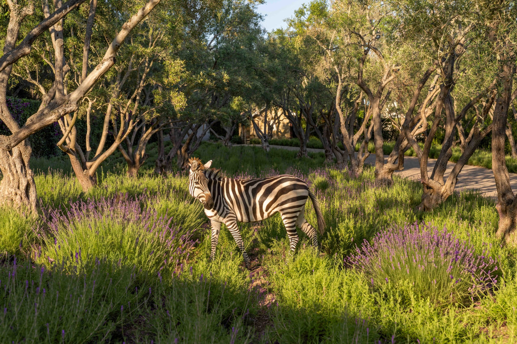 Photography by Gray Malin of Golden Hour, San Ysidro Ranch