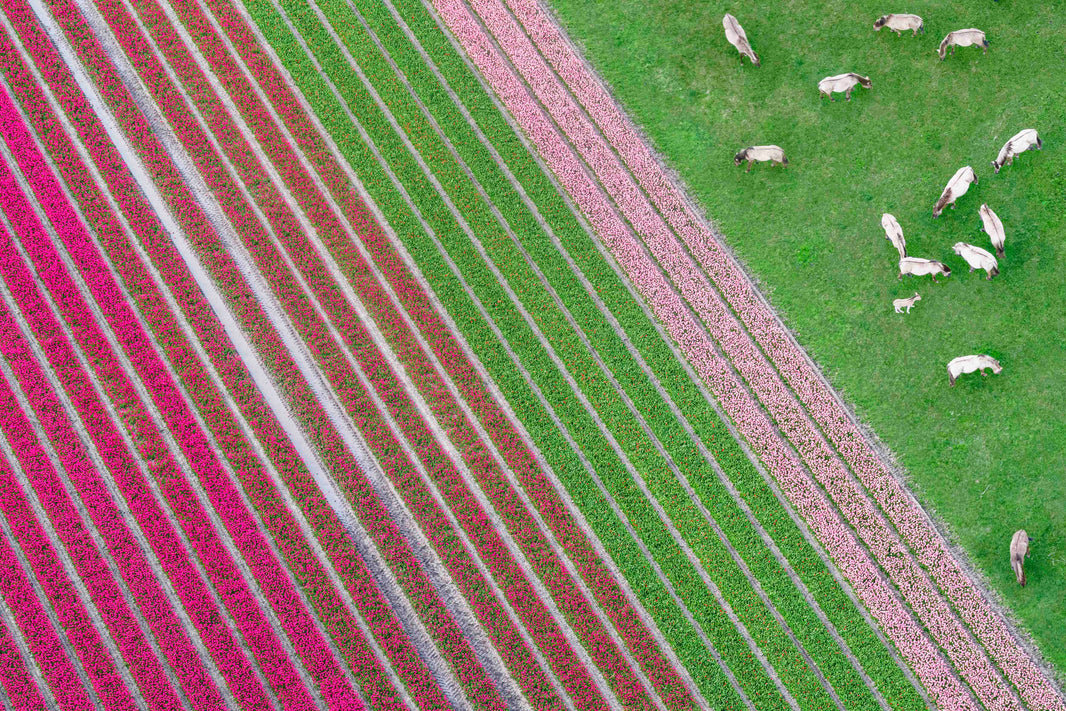 Photography by Gray Malin of Grazing Horses, Dutch Tulip Fields, Netherlands