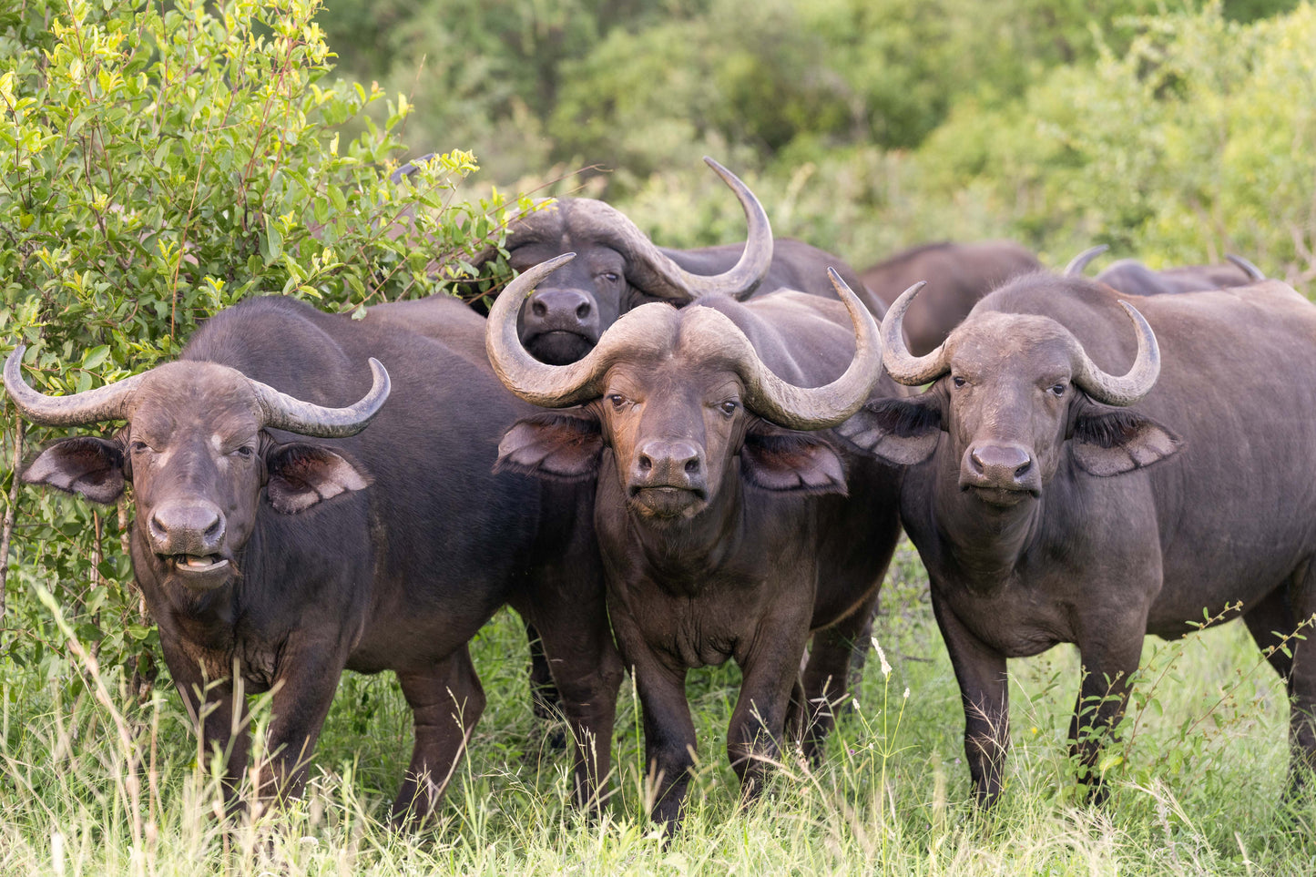 Herd of Water Buffalo, South Africa