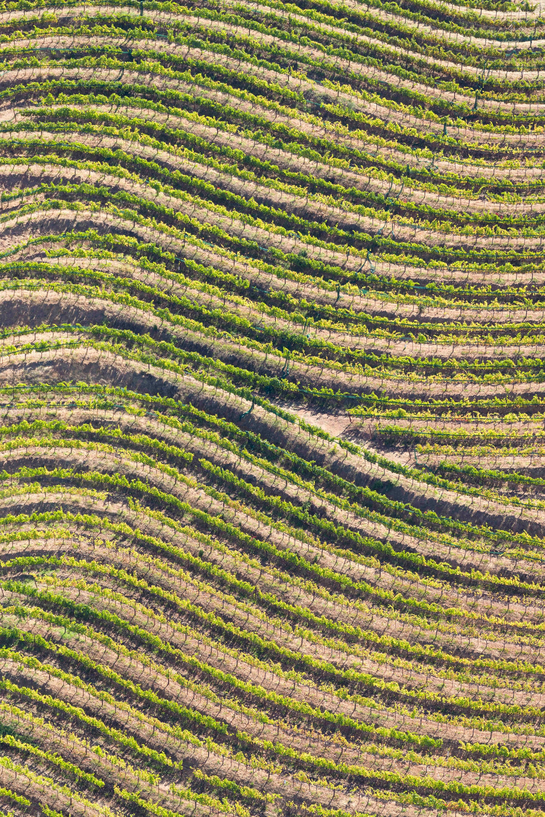 Photography by Gray Malin of Hillside Vineyard Vertical, Napa Valley