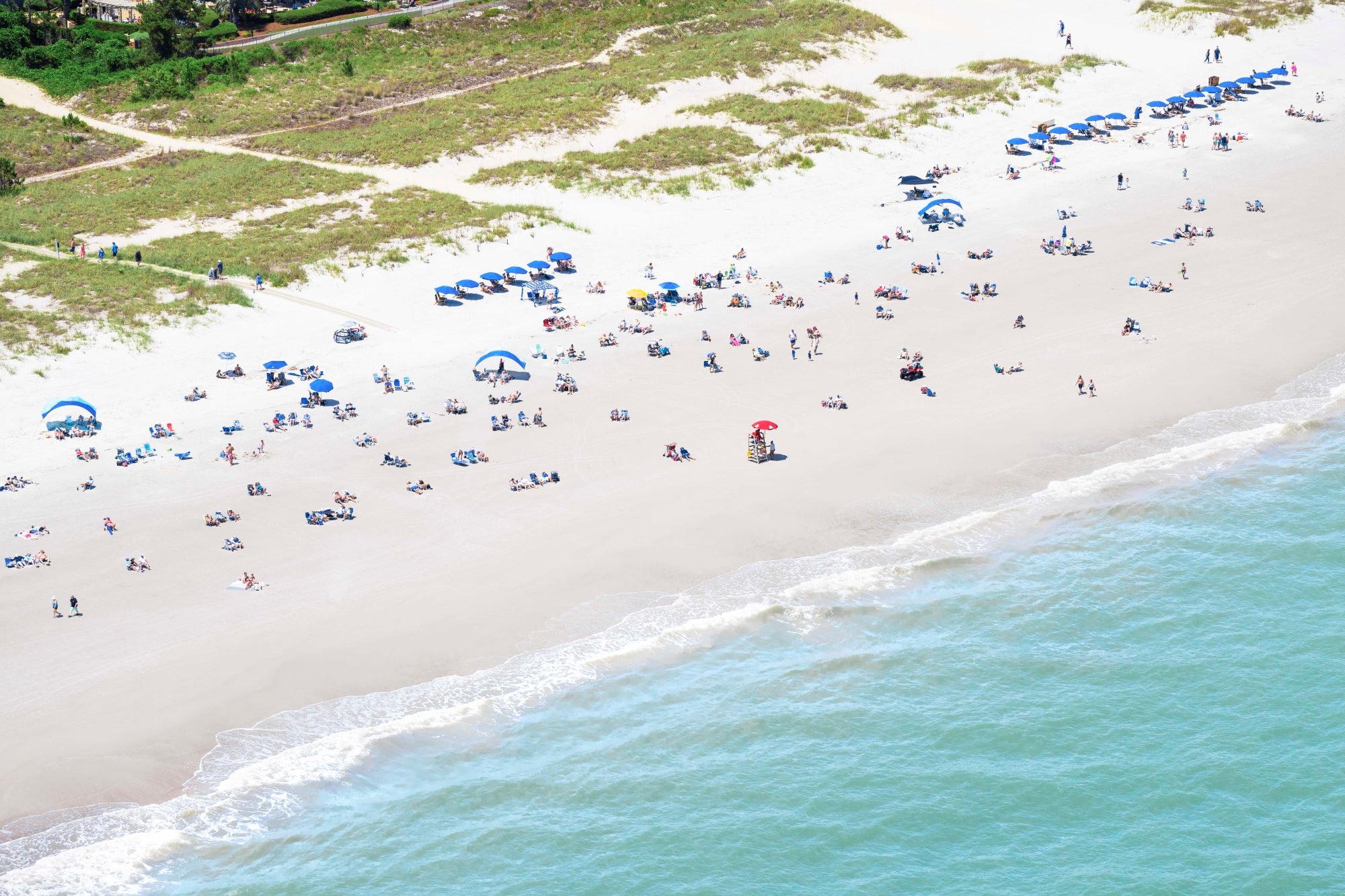 does hilton head beach allow dogs