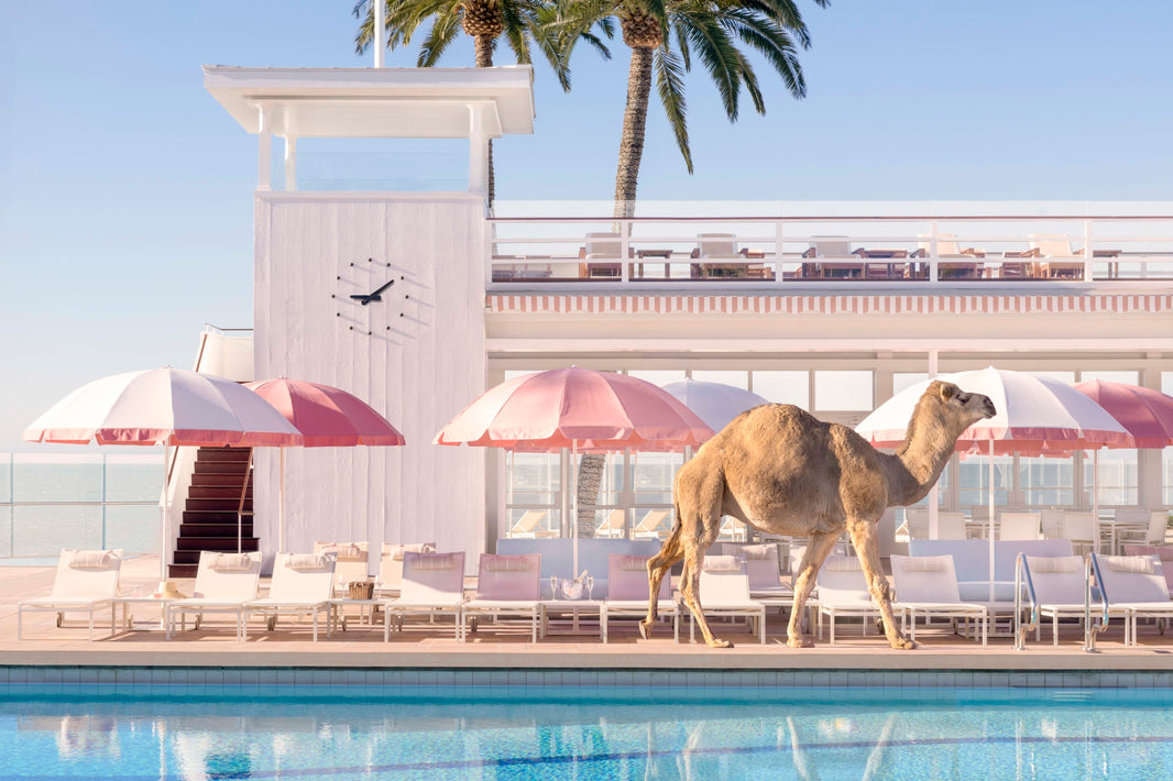 Photography by Gray Malin of Hump Day, Coral Casino