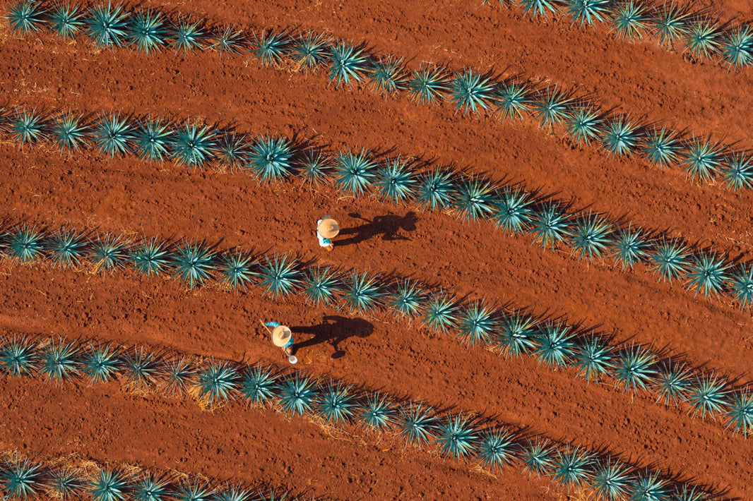 Photography by Gray Malin of Jimadors, Tequila Don Julio, Mexico