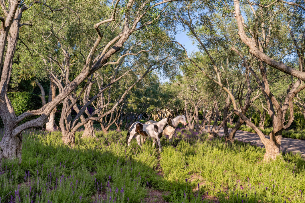 Photography by Gray Malin of Lavender Fields, San Ysidro Ranch