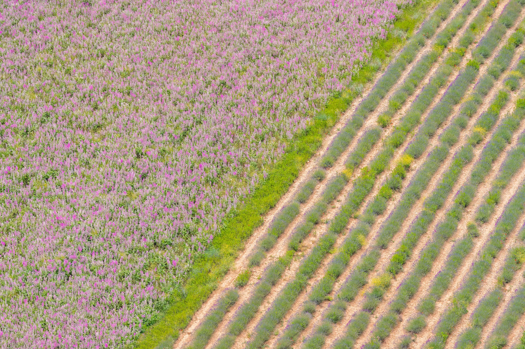 Photography by Gray Malin of Lavender Landscape, Provence
