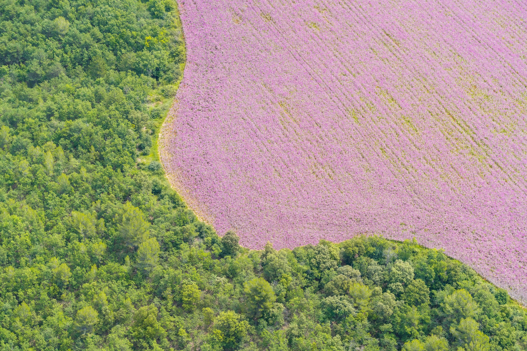 Photography by Gray Malin of Lavender Swirl, Provence