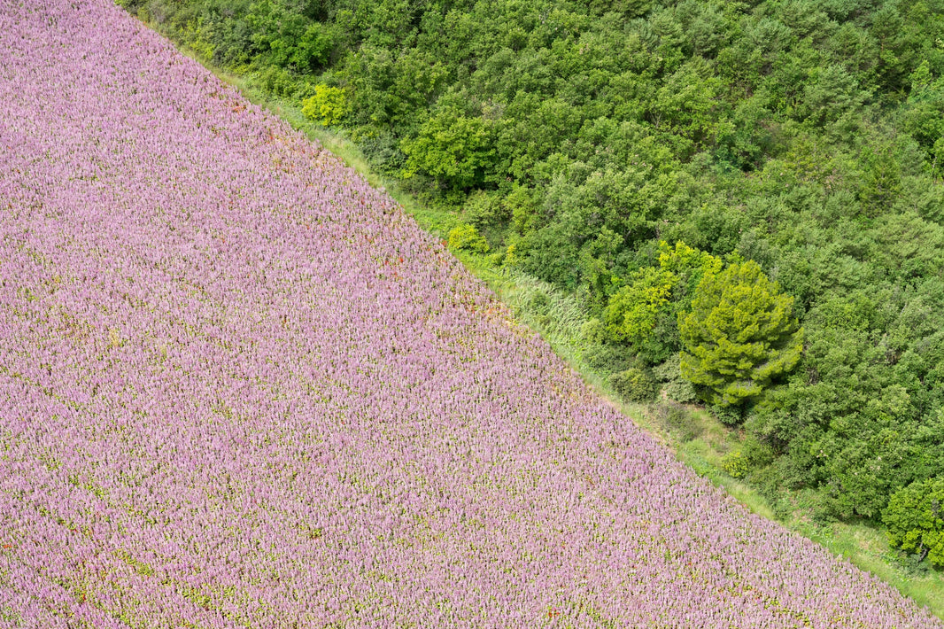 Photography by Gray Malin of Lavender and Trees, Provence