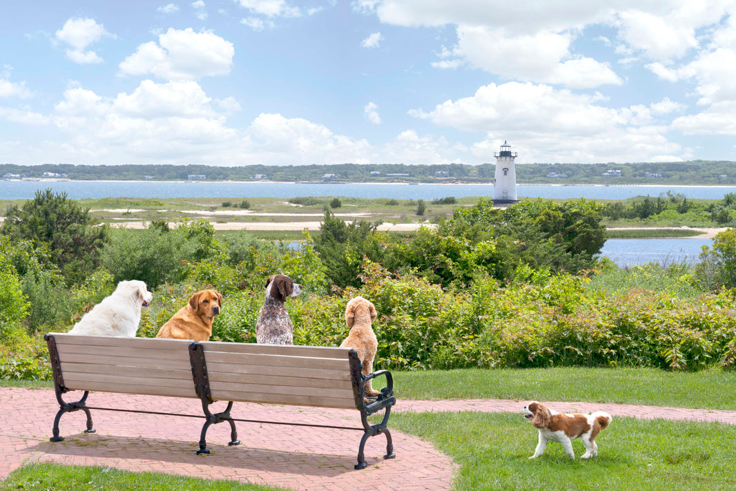 Photography by Gray Malin of Lighthouse Views, Martha’s Vineyard