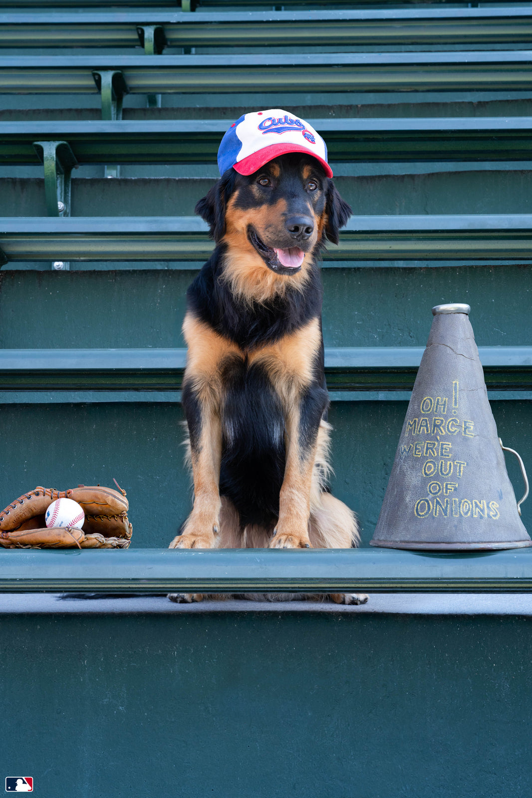 Loyal Fan, Wrigley Field, Chicago
