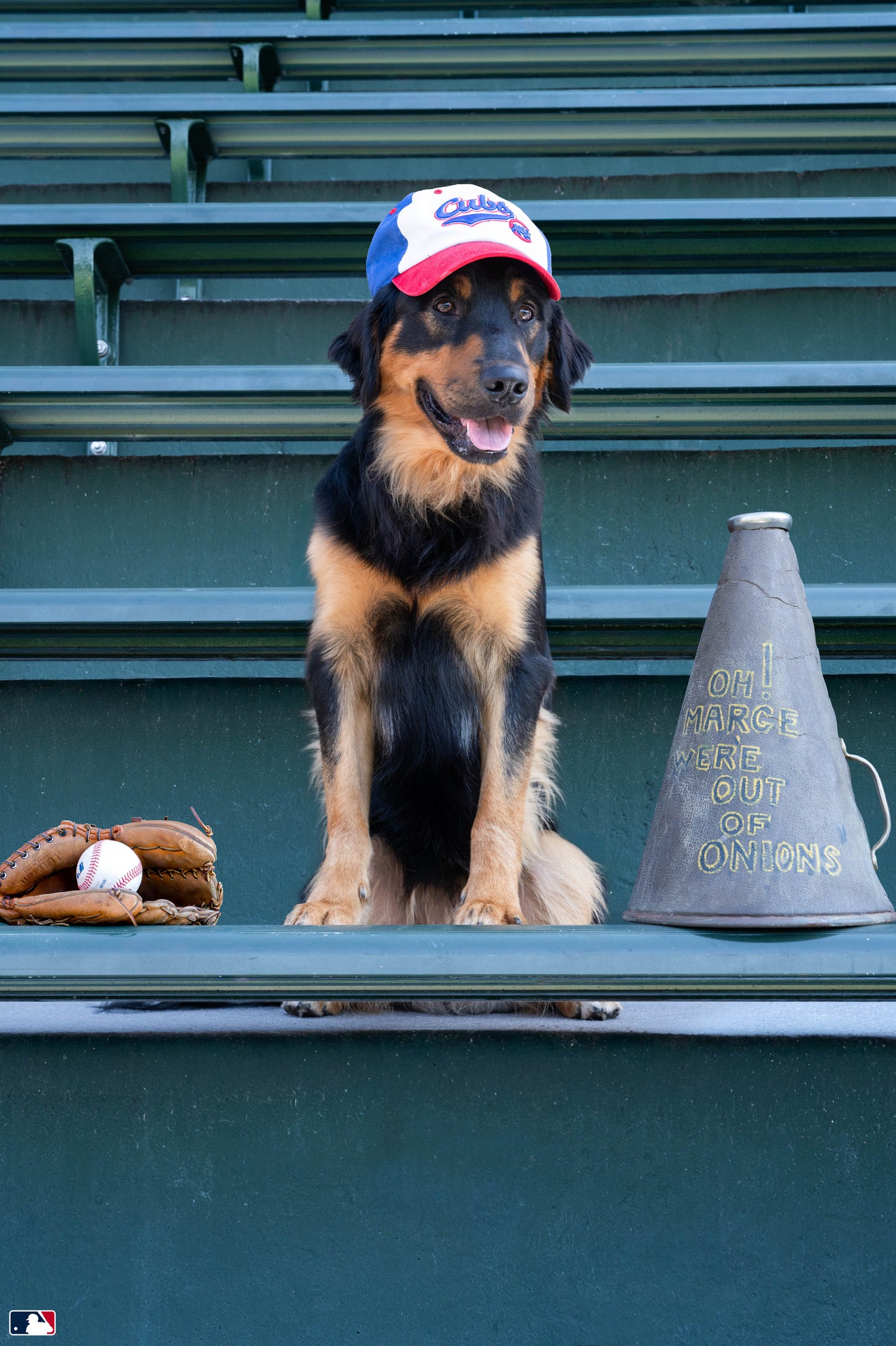 Loyal Fan, Wrigley Field, Chicago