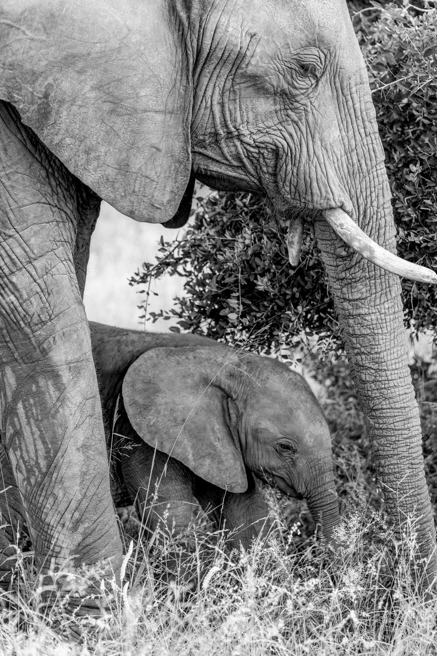 Mama and Baby Elephant, South Africa