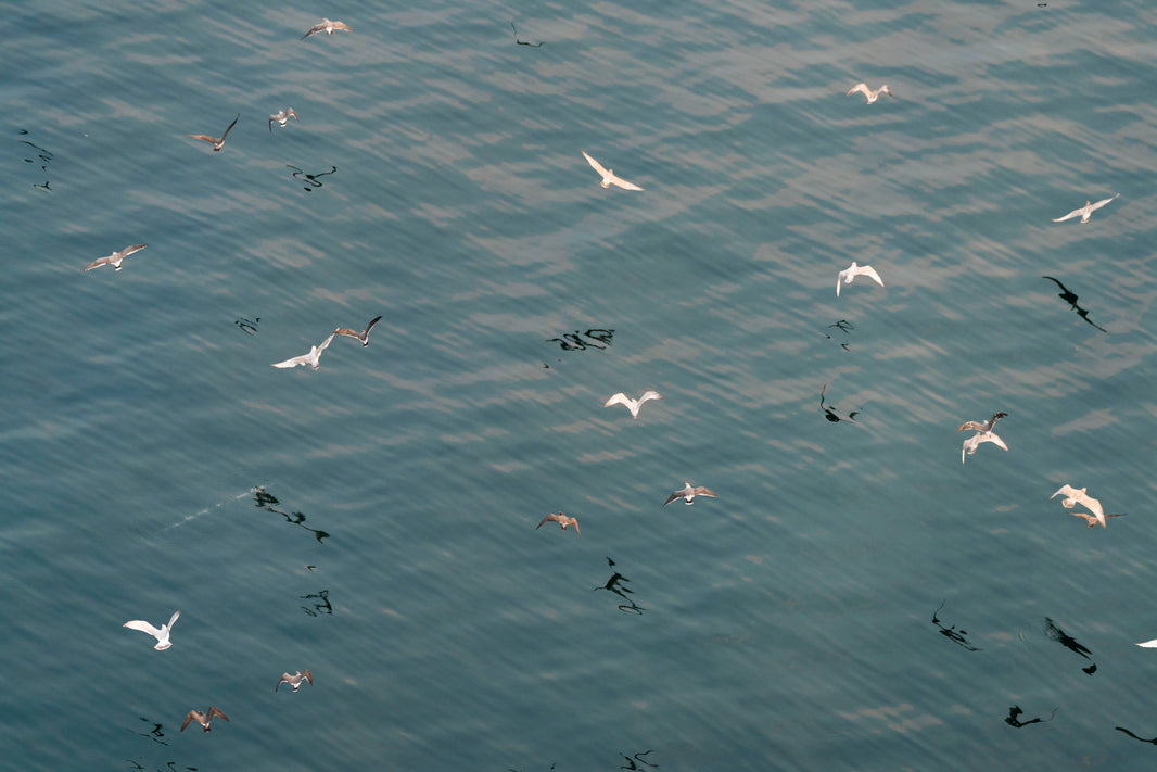 Photography by Gray Malin of Ocean Birds Reflections, Puget Sound