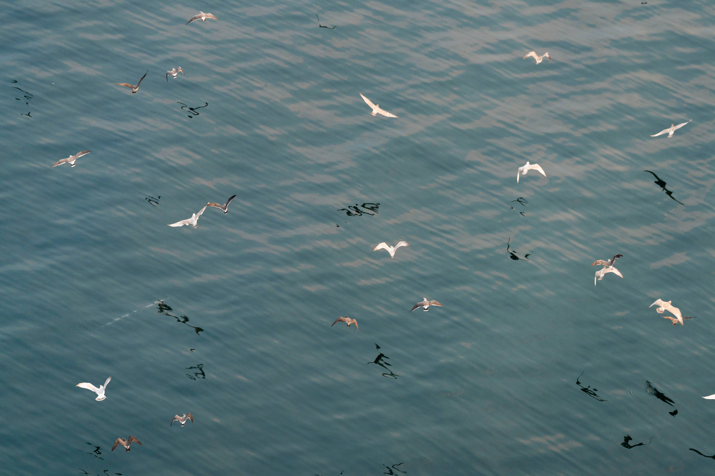 Ocean Birds Reflections, Puget Sound
