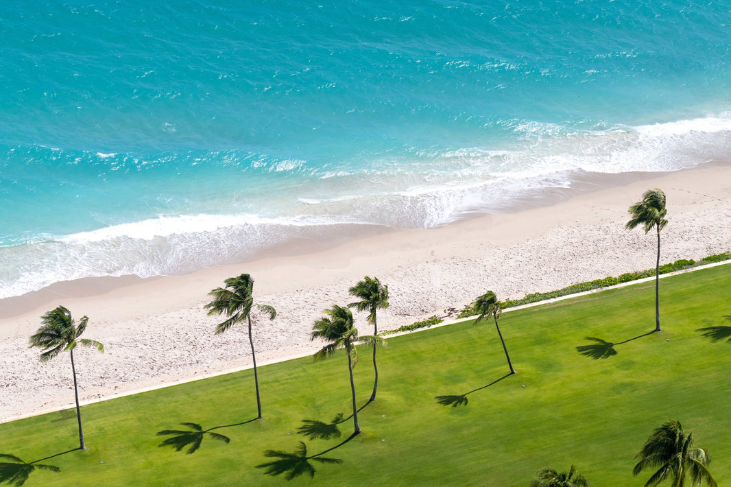 Photography by Gray Malin of Palm Trees, Palm Beach, Florida