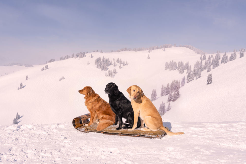 Photography by Gray Malin of Patrol Pups, Vail