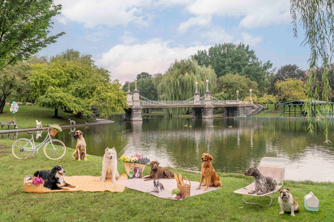 Photography by Gray Malin of Picnic Party, Boston Public Garden