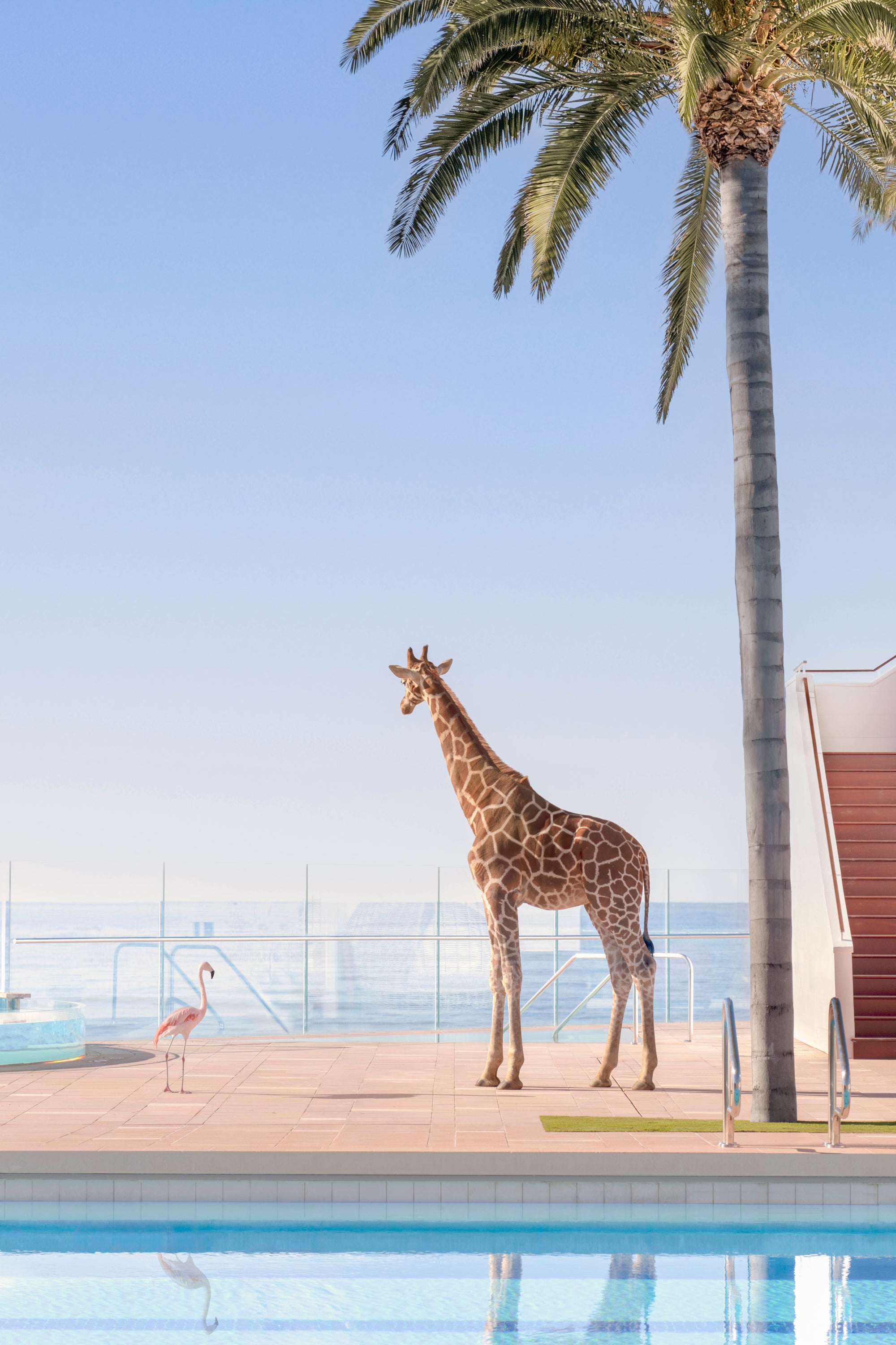 Poolside Gossip, Coral Casino – Gray Malin