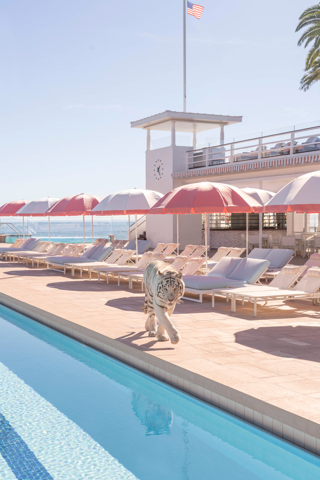 Photography by Gray Malin of Poolside Prowl, Coral Casino