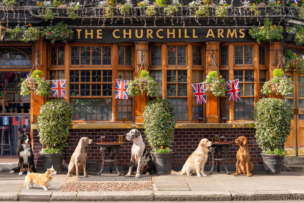 Photography by Gray Malin of Pups at the Pub, The Churchill Arms, London