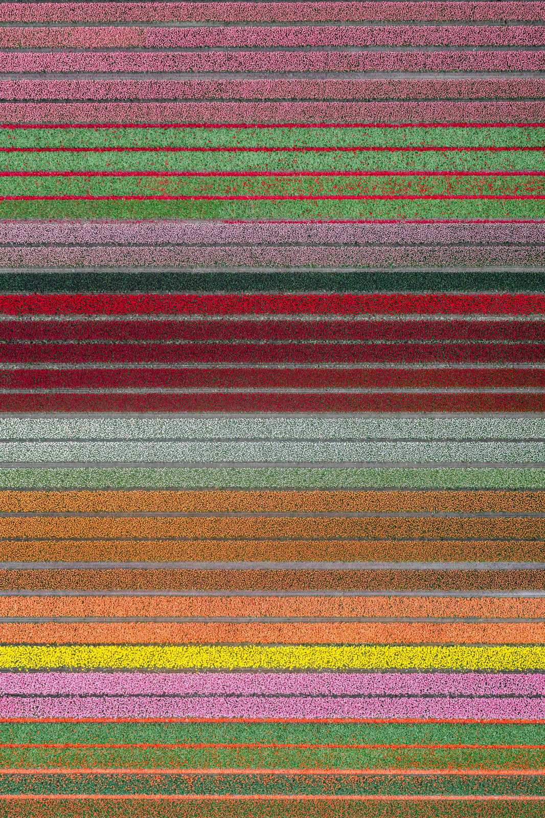 Photography by Gray Malin of Rainbow Rows Vertical, Dutch Tulip Fields, Netherlands