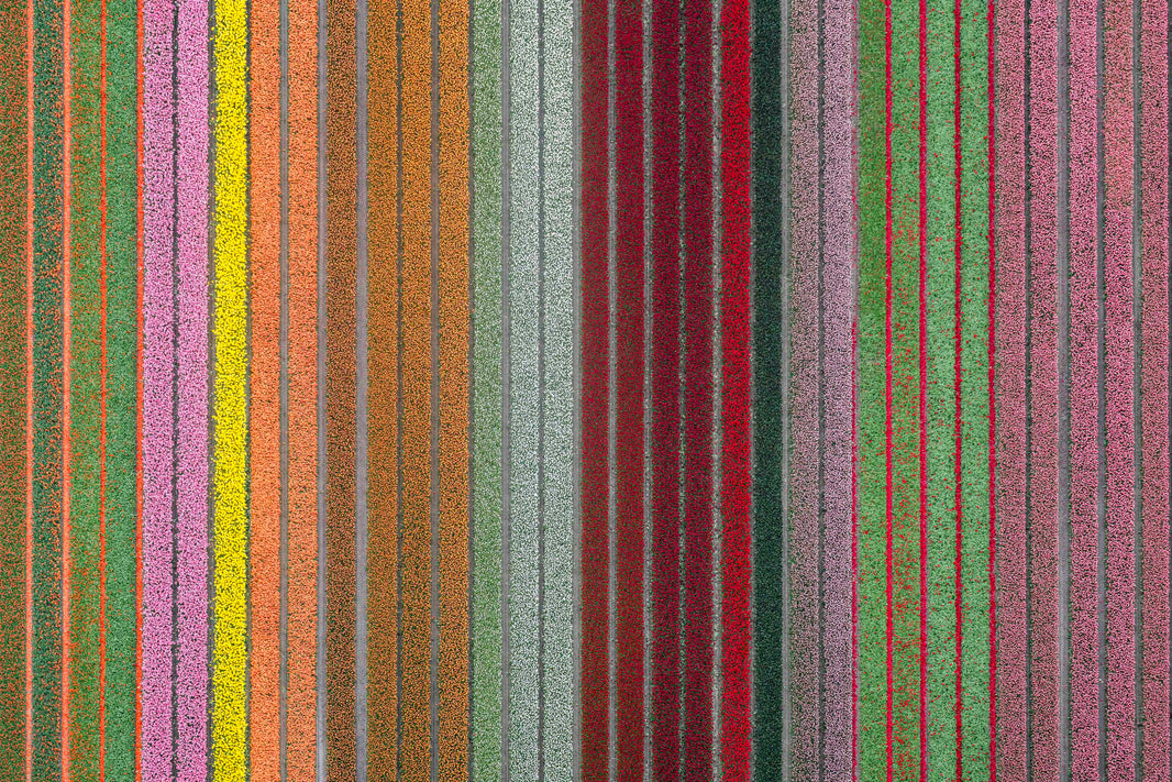 Photography by Gray Malin of Rainbow Rows, Dutch Tulip Fields, Netherlands