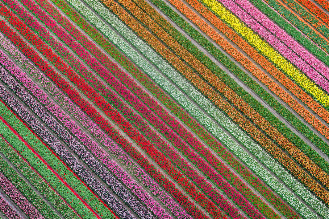 Photography by Gray Malin of Rainbow Striped Tulip Fields, Netherlands